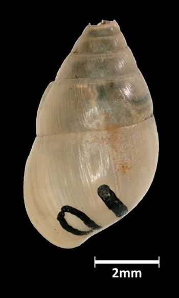 Media type: image;   Malacology 39829 Aspect: dorsal
